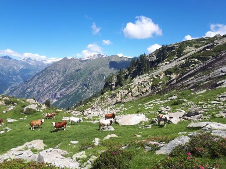 wandelvakantie Italië - Aosta - Val del Lys