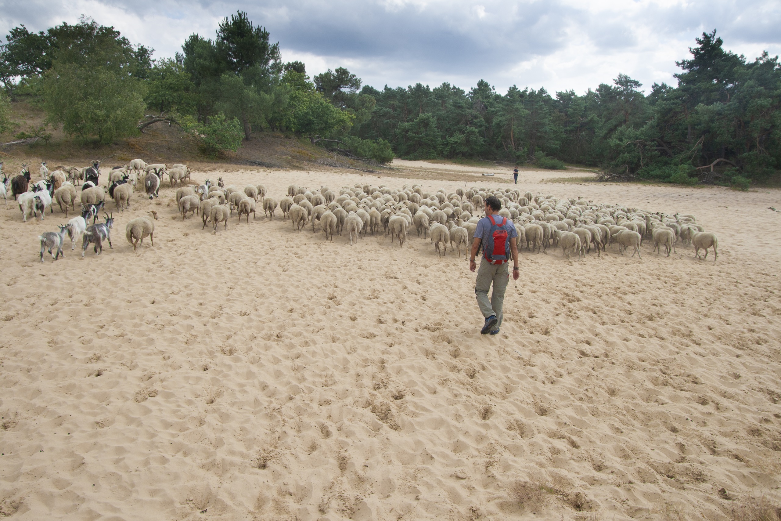 wandelvakantie Nederland - Kampina en Drunense Duinen